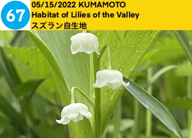 Habitat of Lilies of the Valley