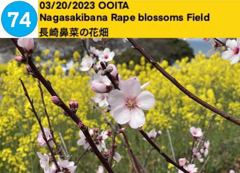 Nagasakibana rape blossoms Field