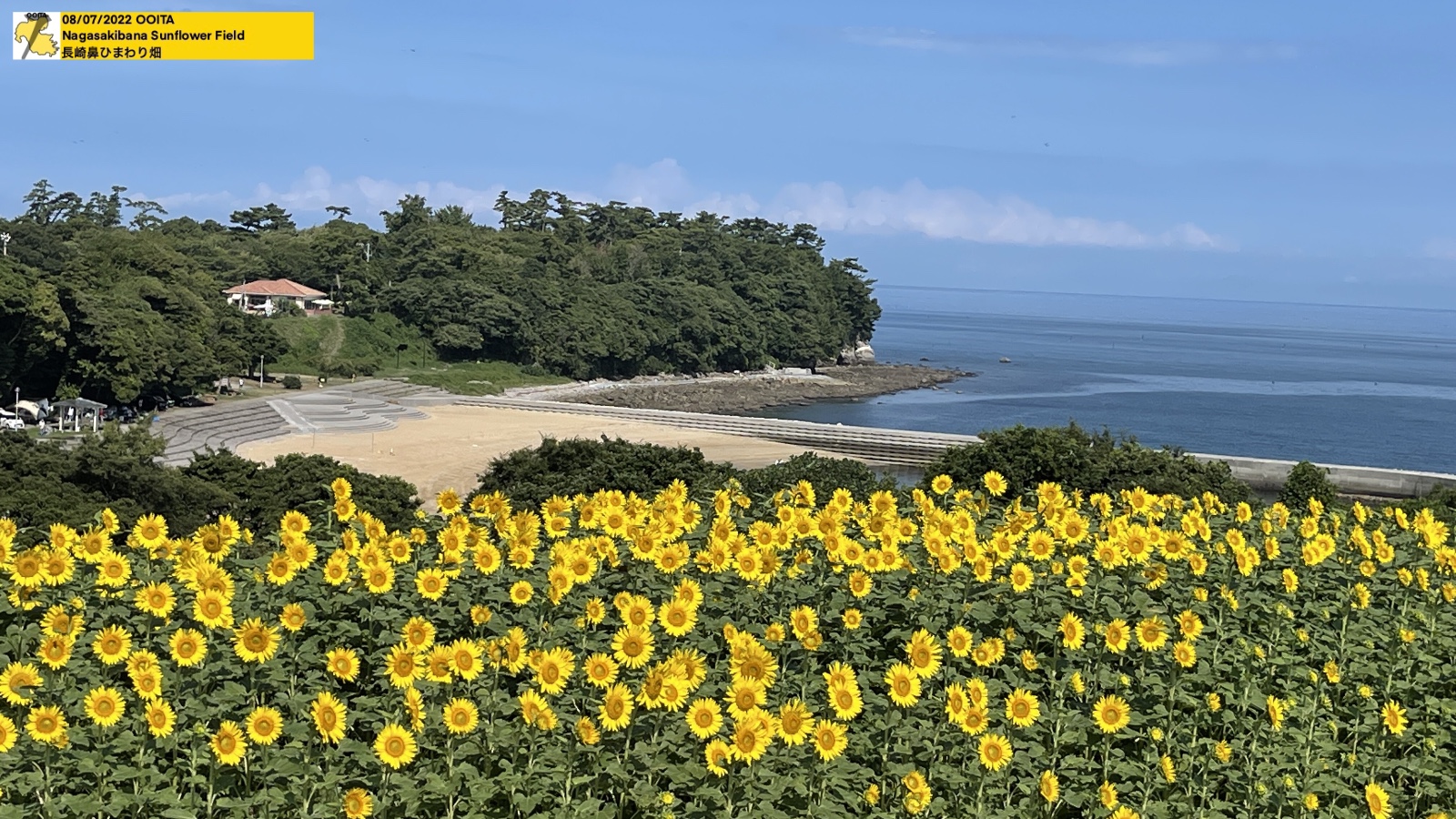 Nagasakibana Sunflower Field